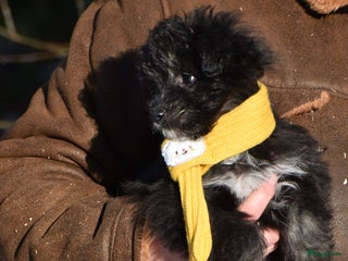 Kruising honden Zeer lieve pluizenbolletjes met krul 🤗 PomxPoedel - Advertentie 1