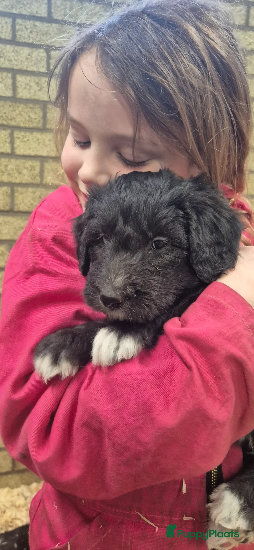 Kruising honden te koop: Bordoodle pups (F1) - nog 5 beschikbaar - Advertentie 16