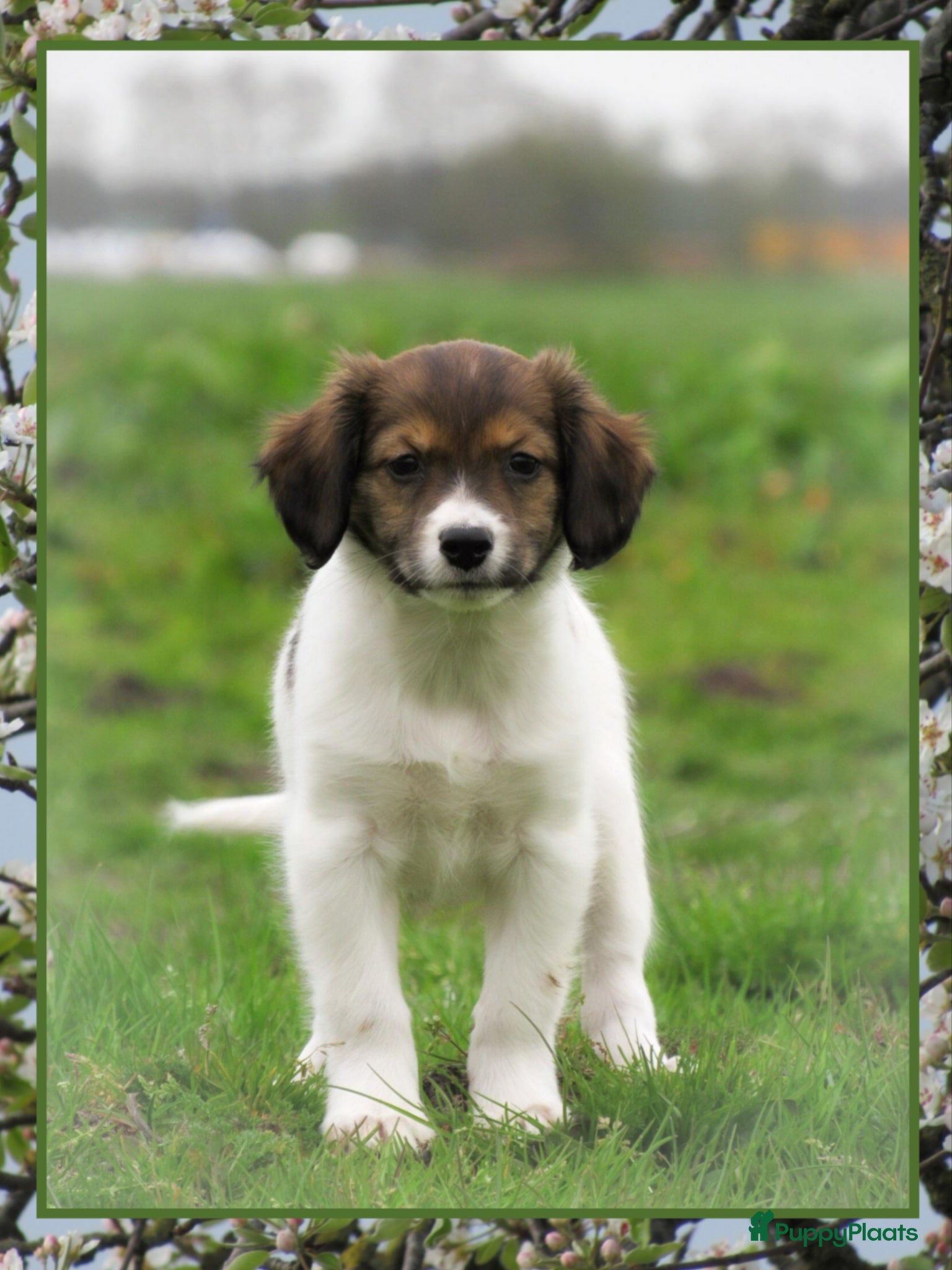 Kooikerhondje honden Prachtige Friese Stabij x kooiker - Advertentie 1