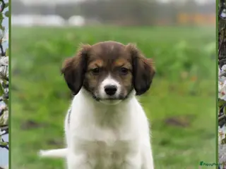 Kooikerhondje honden Prachtige Friese Stabij x kooiker - Advertentie 1