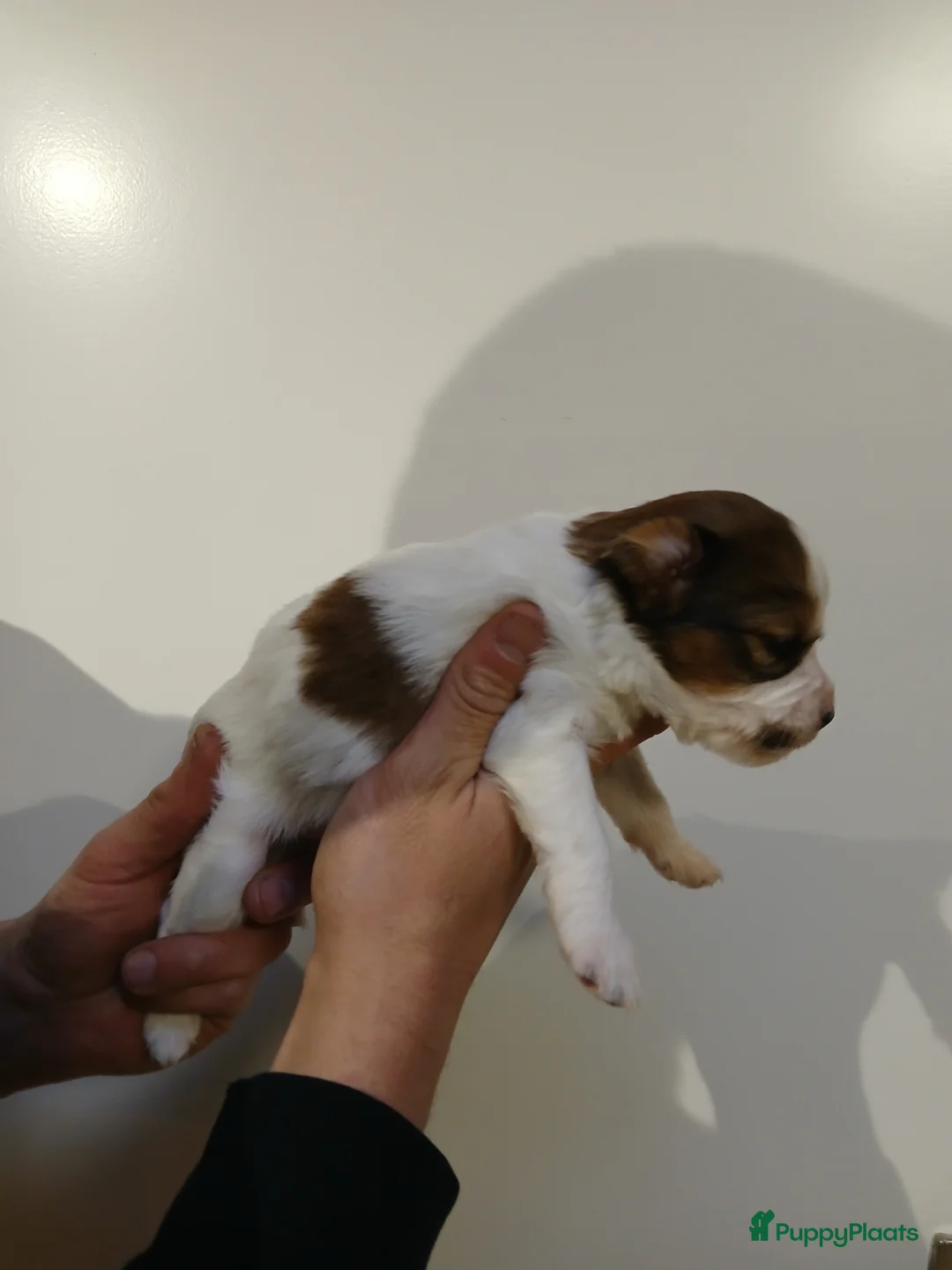 Kooikerhondje honden te koop: Supper liever  nestje kooiker pups van 7 - Advertentie 30