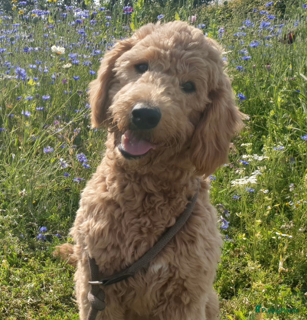 Kruising honden (Australian)Labradoodle pups op komst - Advertentie 1