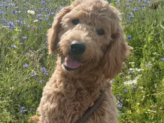 Kruising honden (Australian)Labradoodle pups op komst - Advertentie 1