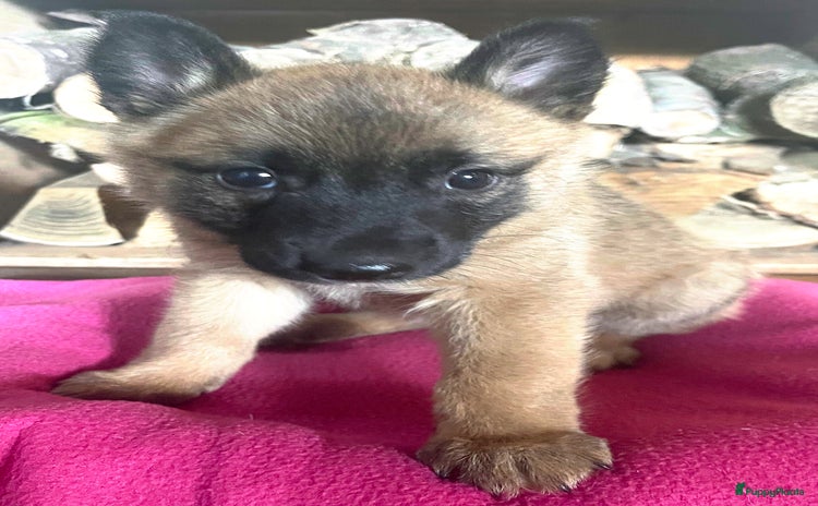 Kruising honden - Advertentie 2