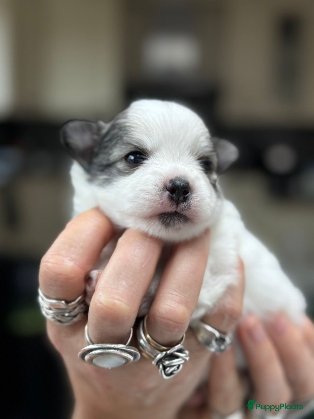 Pomchi honden te koop: Pomchi reutje - Advertentie 26