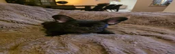 Franse Bulldog honden te koop: Prachtige Fransebulldog pups mogen nestje verlaten - Advertentie 8