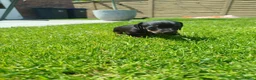 Teckel (korthaar)  honden te koop: Ras zuivere dwerg teckel pups  - Advertentie 14