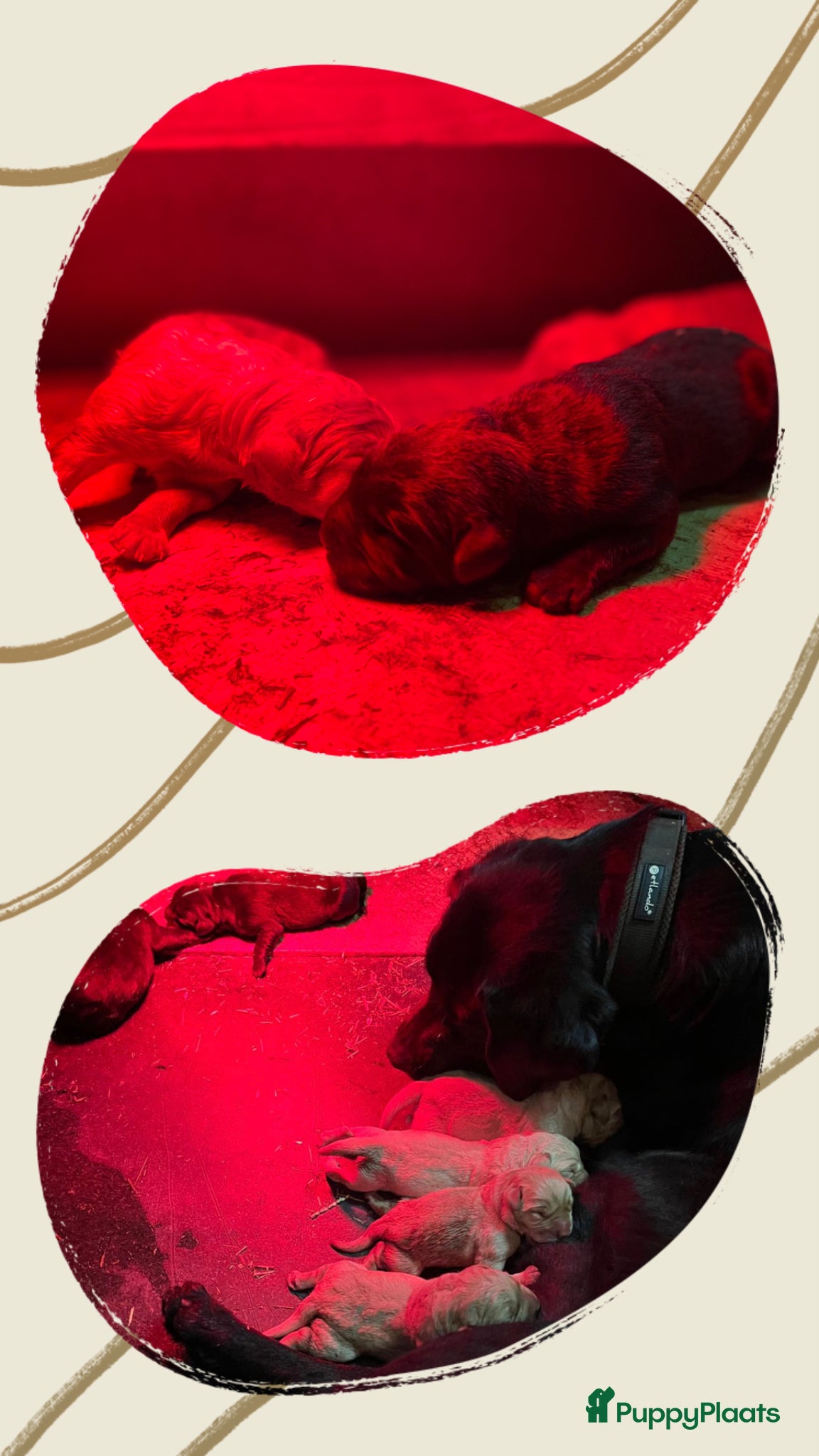Labrador Retriever honden Labrador pups met een 👑 - Advertentie 1