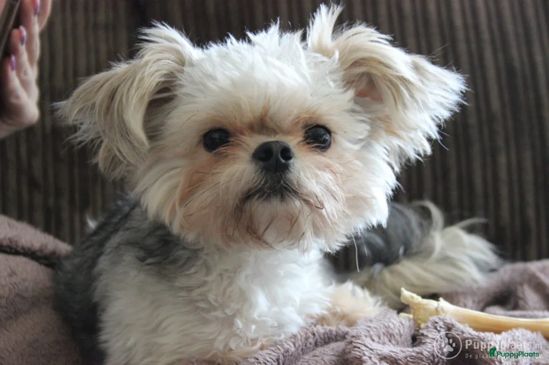 Boomer honden ter dekking: Kruising tussen Boomer en chihuahua in Tilburg - Advertentie 5