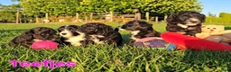 Maltipoo honden te koop: 🥰 9 Prachtige Maltipoo pups! Unieke kleuren 🐶 - Advertentie 3