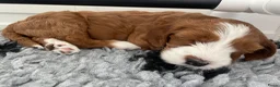 Australian Labradoodle honden te koop: Austrailan Labradoodle Medium + stamboom  - Advertentie 8