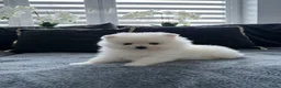 Pomeriaan honden te koop: Mooie Pomeriaan reu - Advertentie 3