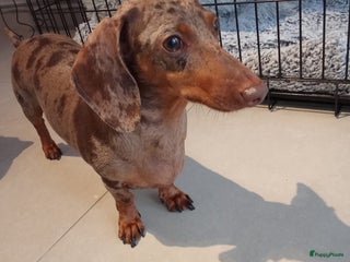 Teckel (korthaar) honden Lieve teckel puppy’s opzoek naar gouden mandje - Advertentie 2