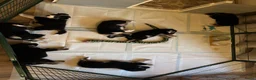 Australian Shepherd honden te koop: Lieve Australian Shepherd pups - Advertentie 10