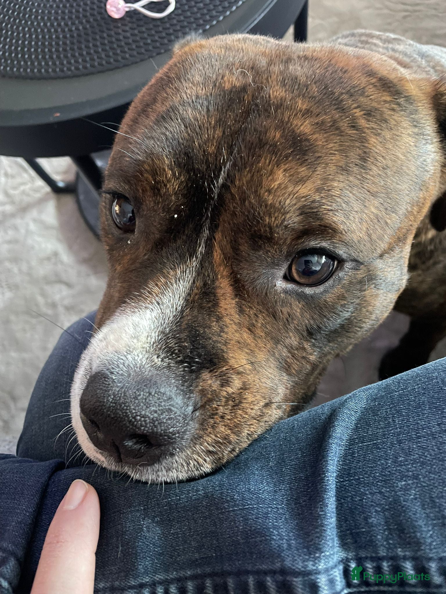 Engelse Stafford honden Engelse Stafford 1 jaar ter overname - Advertentie 1