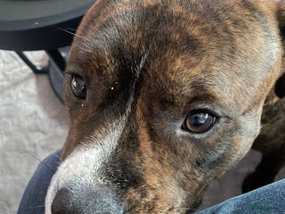 Engelse Stafford honden Engelse Stafford 1 jaar ter overname - Advertentie 9