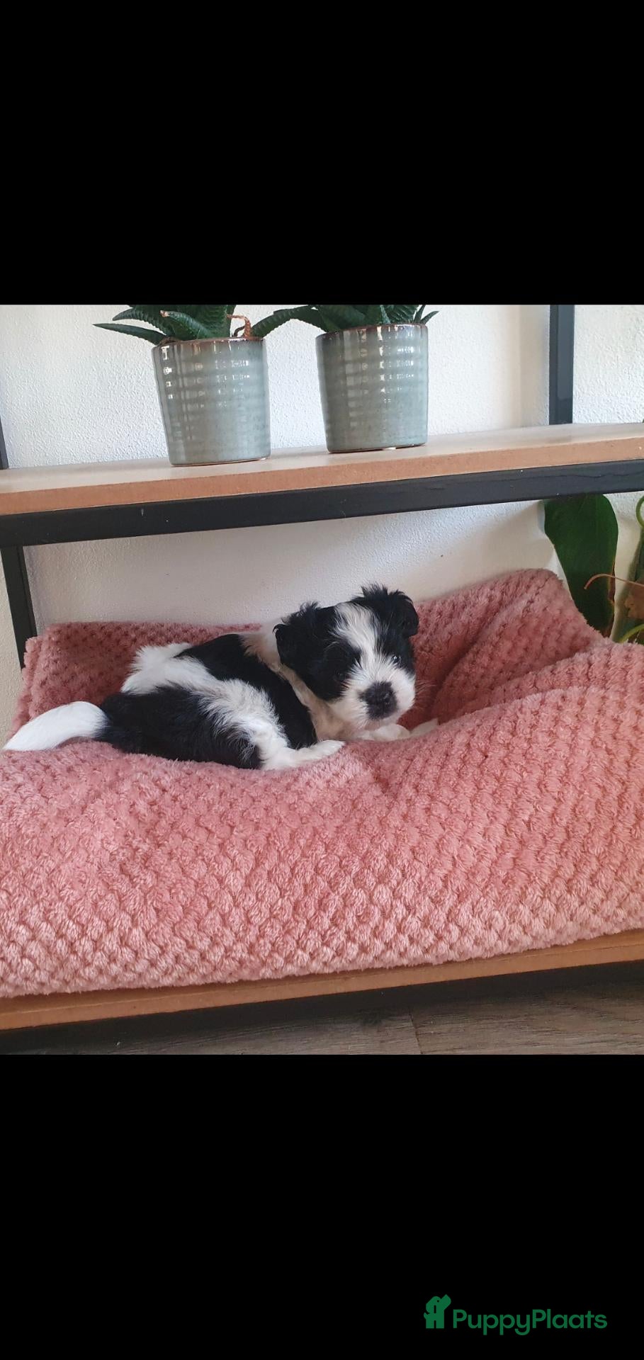 Shih Tzu honden Super lief bont shih-tzu puppy reutje te koop  - Advertentie 5