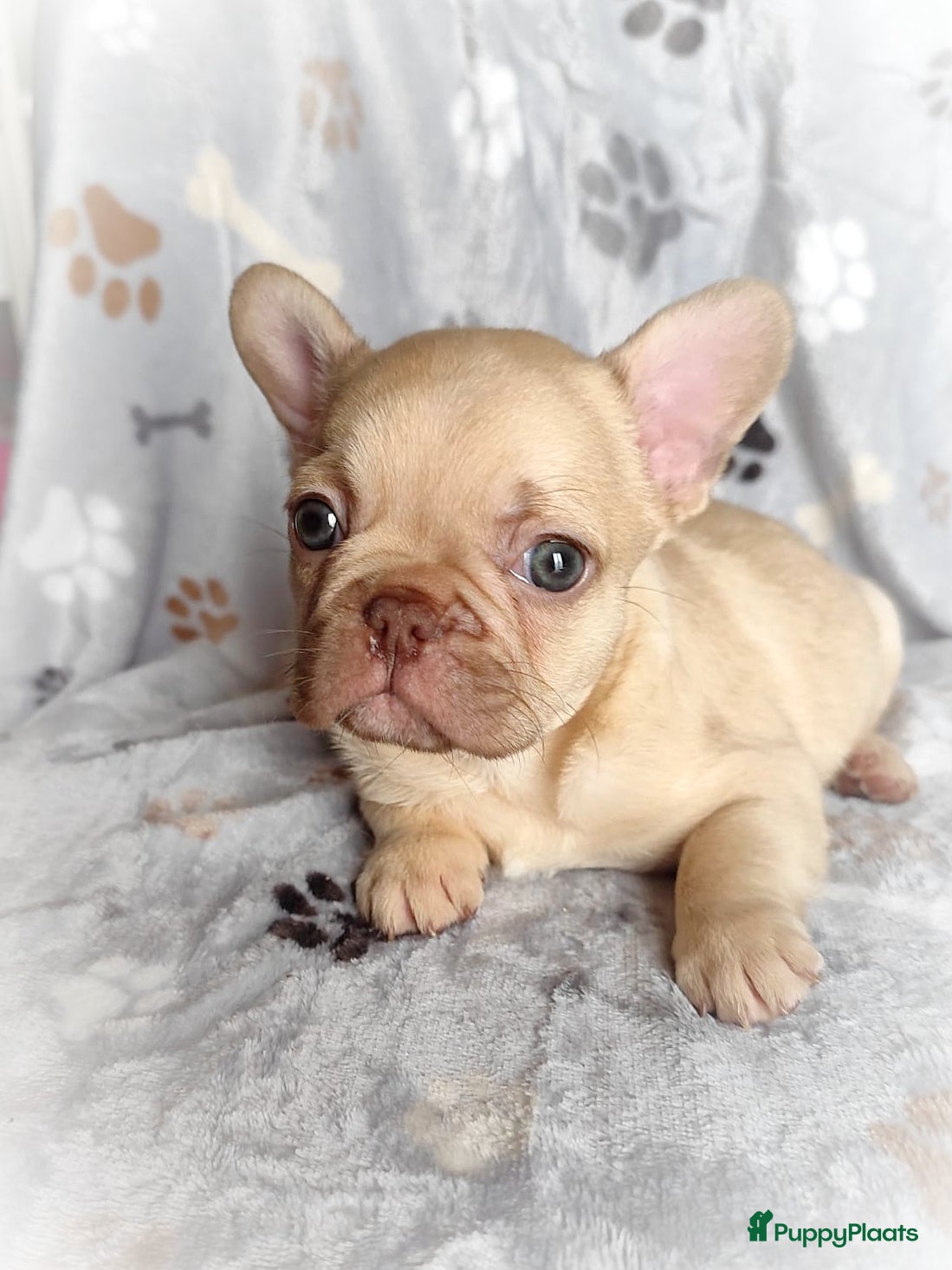 Franse Bulldog honden Franse bulldog pups reutjes - Advertentie 2