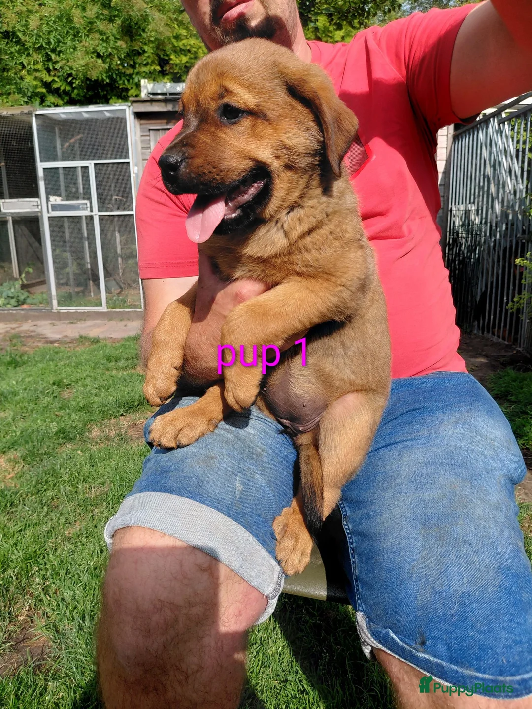 Kruising honden te koop: Rottweiler x moskovitische waakhond - Advertentie 2