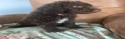 Australian Labradoodle honden te koop: Lief Medium Australian Labradoodle reutje - Advertentie 17