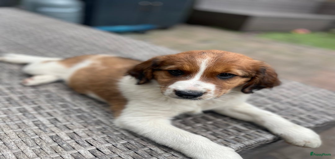 Galerij afbeelding {{count}}