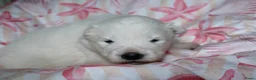 Samojeed honden te koop: Samojeden pups met stamboom - Advertentie 3