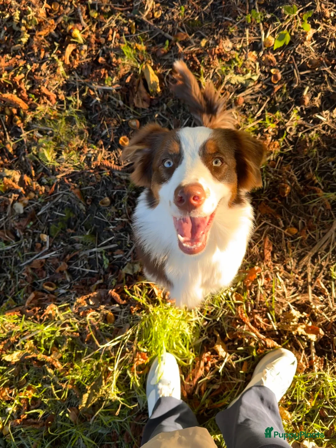 Australian Shepherd honden ter dekking: Red Tri Australian Shepherd reu –Noah met stamboom - Advertentie 1