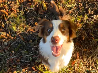 Australian Shepherd honden Red Tri Australian Shepherd reu –Noah met stamboom - Advertentie 1