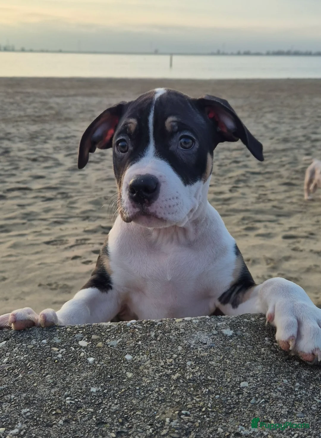 Amerikaanse Bully honden te koop: American Bully pupjes - Advertentie 1