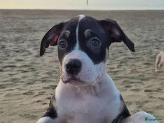 Amerikaanse Bully honden American Bully pupjes - Advertentie 2