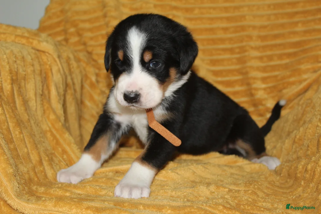 Grote Zwitserse Sennenhond honden te koop: Super leuke grote Zwitserse Sennen pups - Advertentie 16