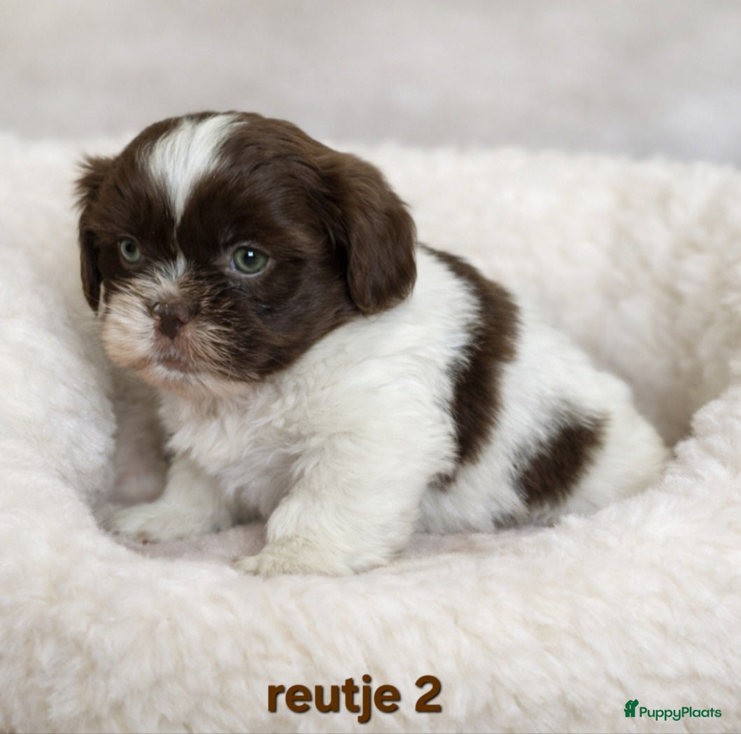 Boomer honden Super mooi gezonde boomer pups. Ook Choco en merle - Advertentie 1