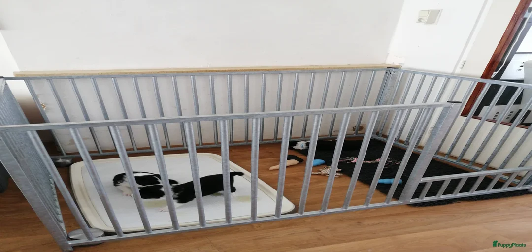 Galerij afbeelding {{count}}