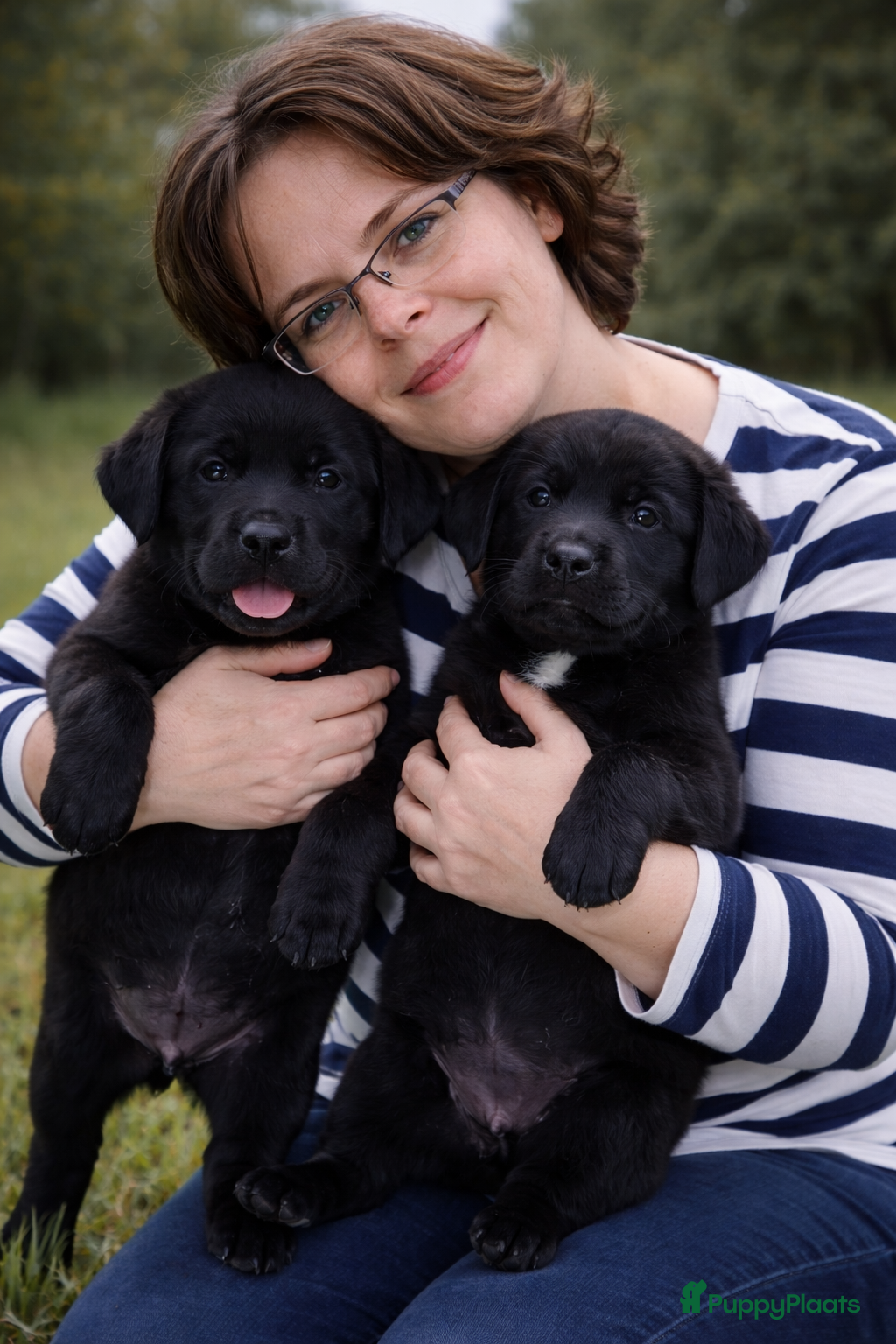 Labrador Retriever honden Raszuivere Labrador pups zwart - Advertentie 2