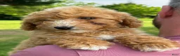 Kruising honden te koop: Mini labradoodle x maltipoo - Advertentie 16