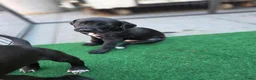 Kruising honden te koop: Prachtige Labradoodle x Dalmatiër puppy's! - Advertentie 4