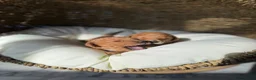 Labradoodle honden te koop: Mini labradoodle  - Advertentie 18