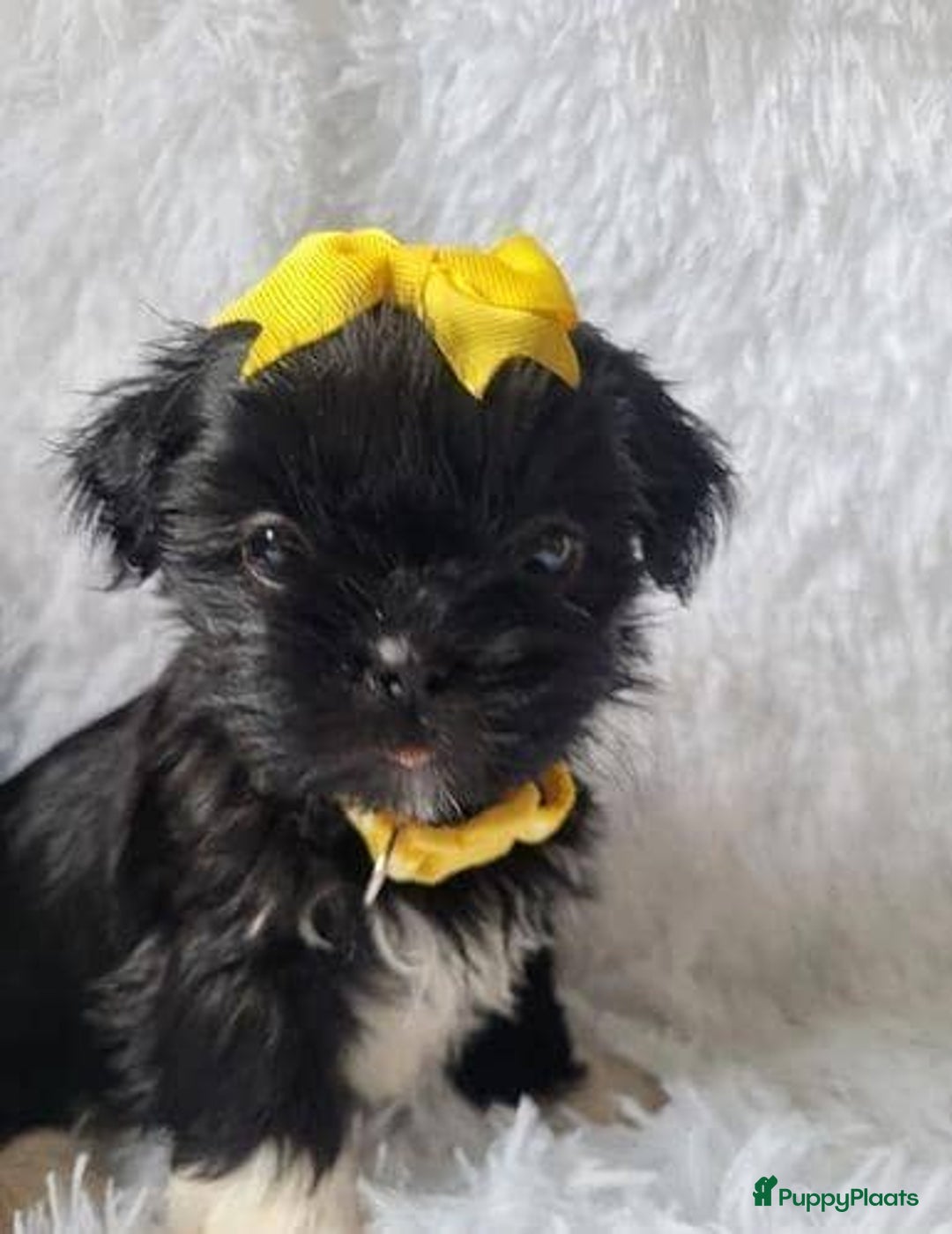 Shih Tzu honden te koop: Imperial Shih Tzu pups te koop - Advertentie 3
