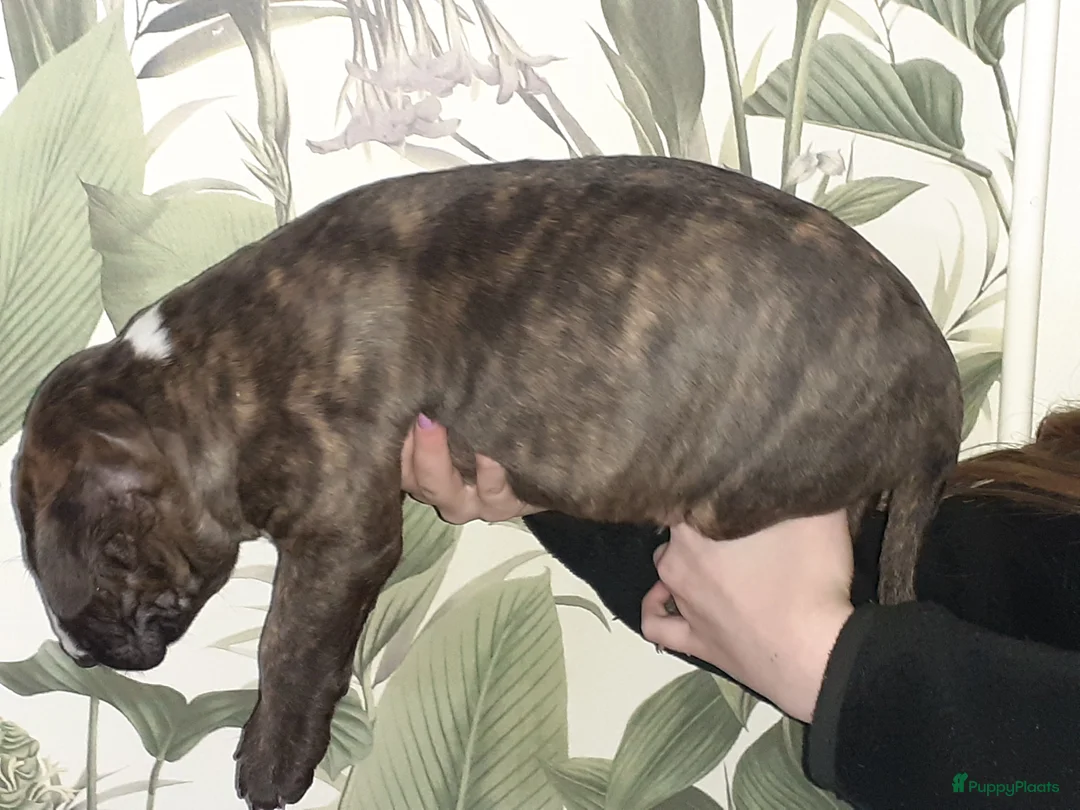 Bull Terriër honden te koop: deze 4 kanjers zijn op zoek naar gouden mandje - Advertentie 8