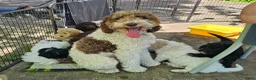 Kruising honden te koop: Wit medium doodle teefje!! - Advertentie 10