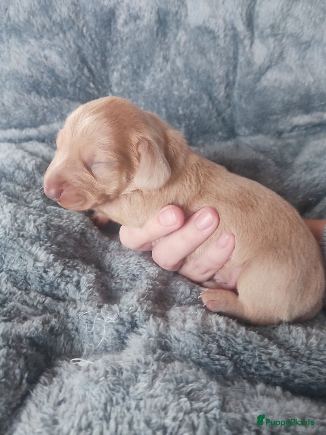 Teckel (korthaar)  honden te koop: Prachtige dwergteckel pupjes - Advertentie 3