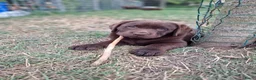 Labrador Retriever honden te koop: Raszuivere bruine labrador pups  - Advertentie 6