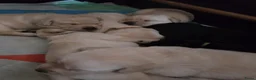 Labrador Retriever honden te koop: Prachtige blonde en zwarte labradorpups geboren! ♥ - Advertentie 4