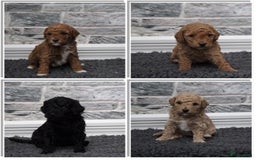 Labradoodle honden te koop: Prachtige Doodle - La Poodle pups te koop  - Afbeelding 11