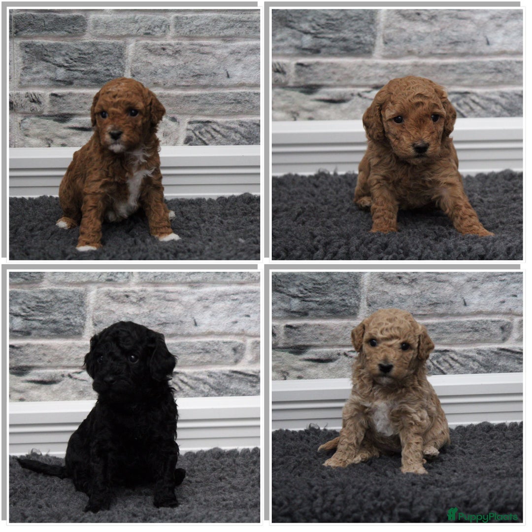 Labradoodle honden te koop: Prachtige Doodle - La Poodle pups te koop  - Afbeelding 11