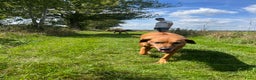 Rhodesian Ridgeback honden te koop: Rhodesian Ridgeback 7 reutjes geboren - Advertentie 4