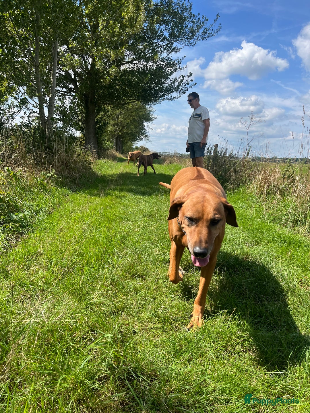 Rhodesian Ridgeback honden te koop: Rhodesian Ridgeback 7 reutjes geboren - Advertentie 4