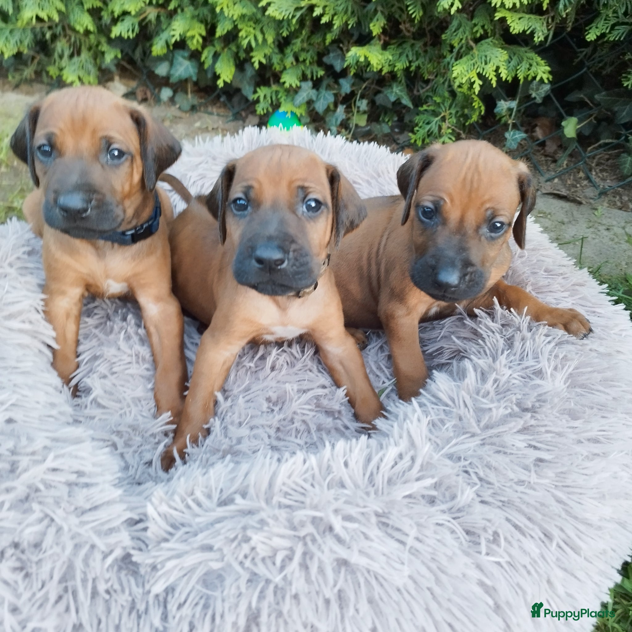 Rhodesian Ridgeback honden Rhodesian Ridgeback pups met stamboom  - Advertentie 1