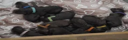 Labradoodle honden te koop: Lieve Labradoodle pups zoeken gouden mandje - Advertentie 14