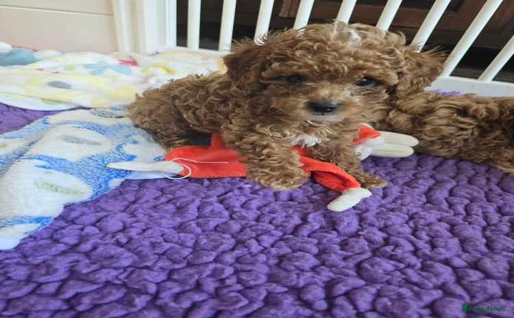 Poedel Toy honden - Advertentie 1